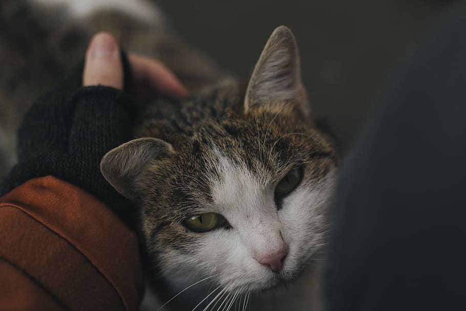 selective focus photography of person rubbing tabby cat, animal, HD wallpaper