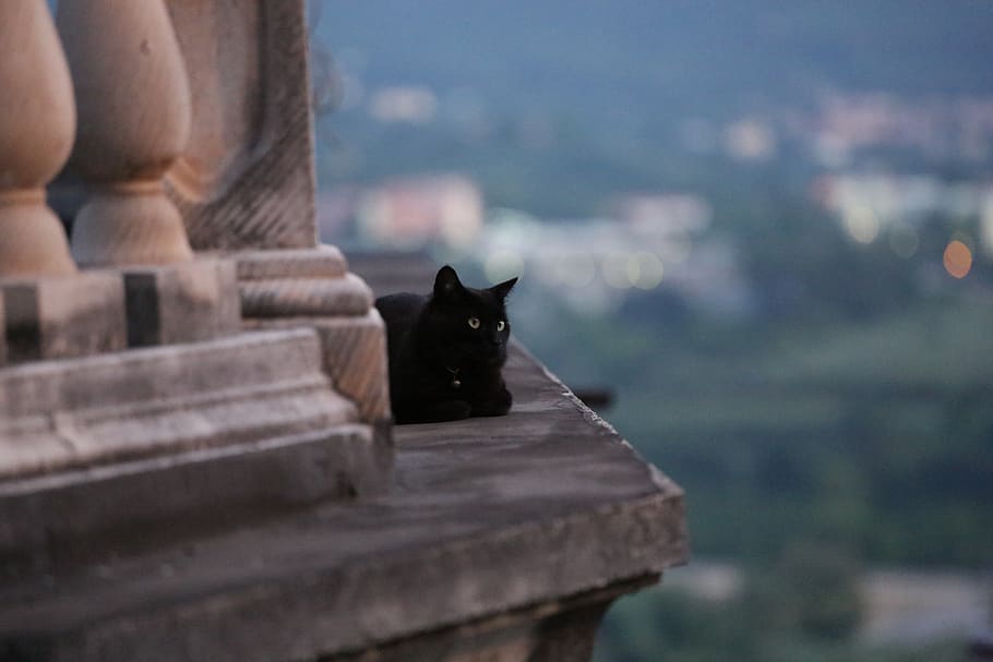 cat, guardian, animal themes, mammal, one animal, domestic cat HD wallpaper