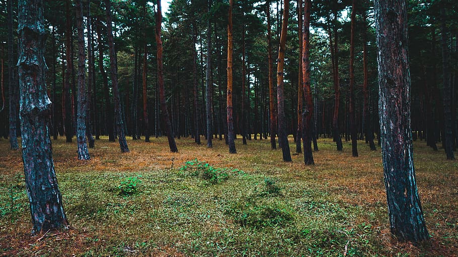 Green Trees, daylight, daytime, environment, forest, grass, landscape HD wallpaper