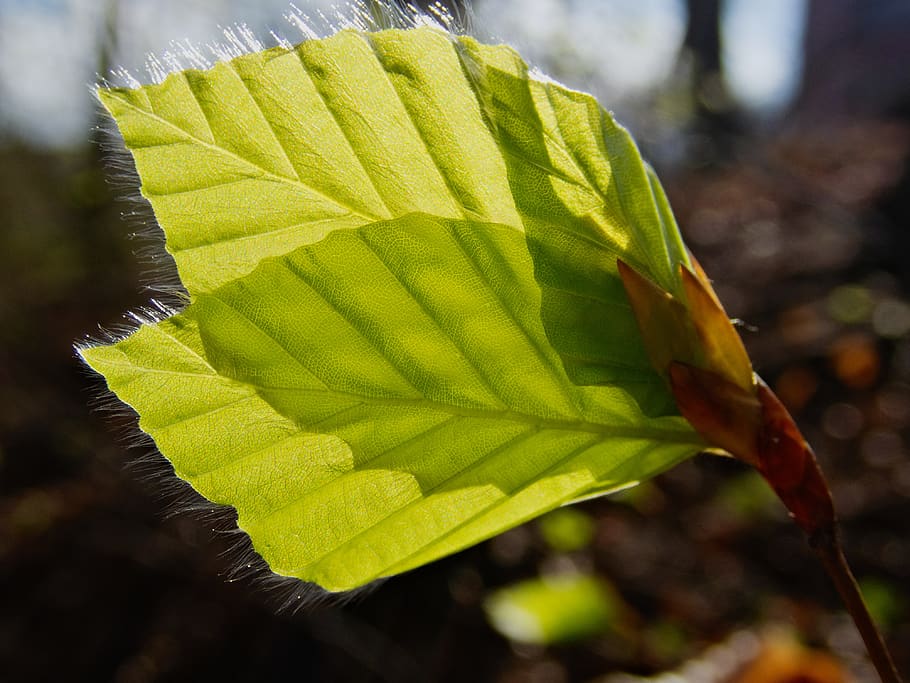 leaf, leaves, beech leaf, single-sheet, spring, engine, forest HD wallpaper