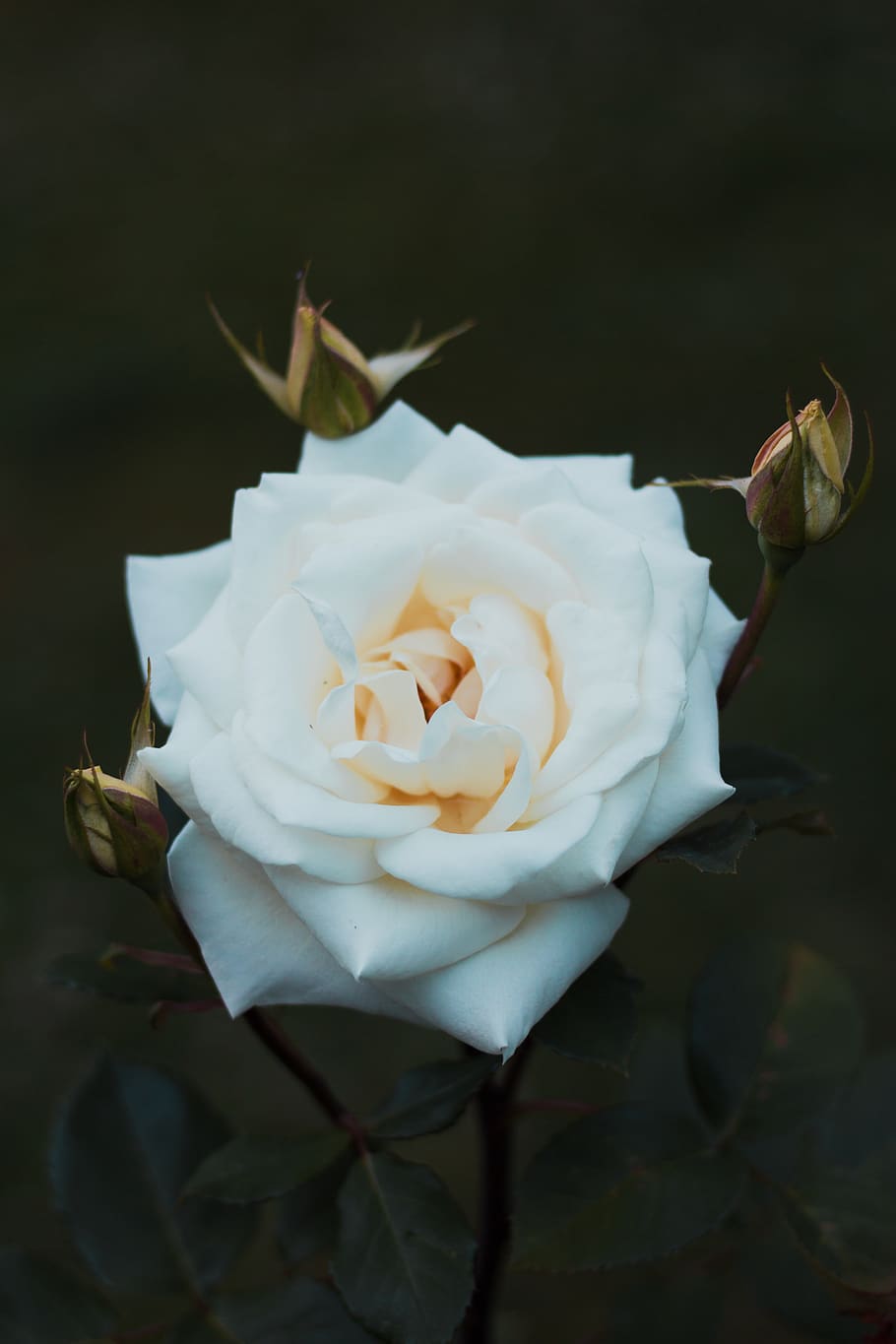close up photography of white rose flower, plant, blossom, argentina, HD wallpaper