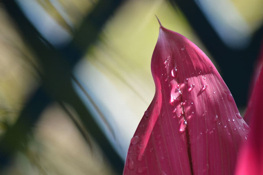 pink, background, detail, leaf, decoration, romantic, close-up HD wallpaper