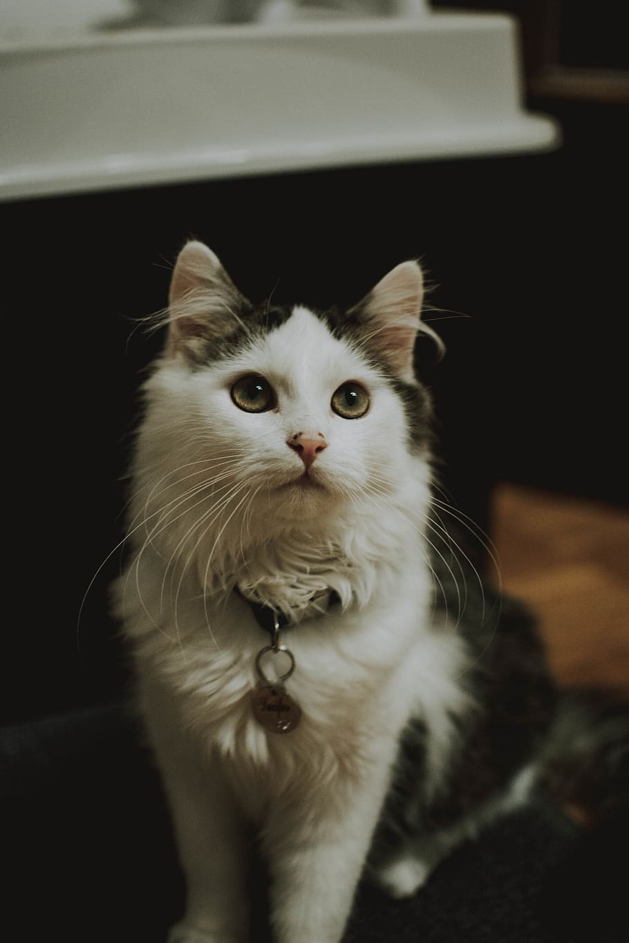 HD wallpaper: long-fur white and black cat close-up photography, animal ...