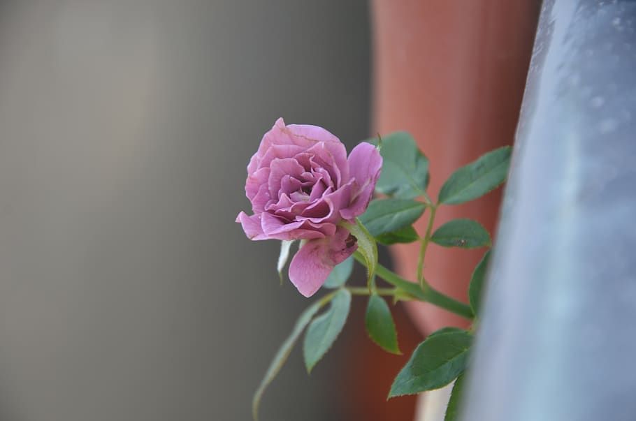 rose, flower, blooming, flowering plant, pink color, beauty in nature HD wallpaper