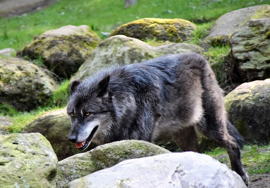 Gray Wolf Near Rocks, animal, animal photography, carnivore, danger HD wallpaper