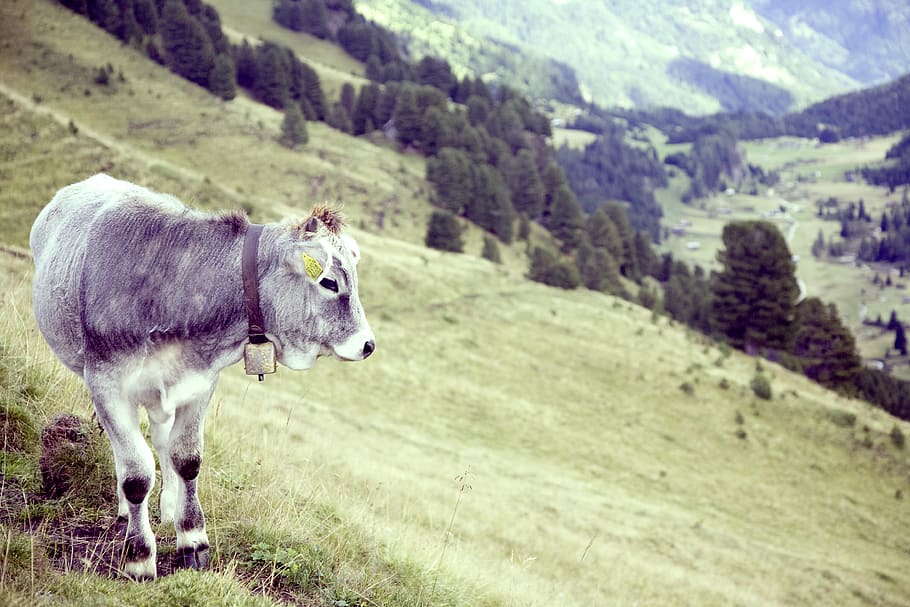 Grey Cow on Green Grass Field Near Near Trees during Daytime HD wallpaper