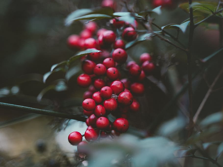 red cherries fruit, macro, nature, berries, moody, closeup, leaf HD wallpaper