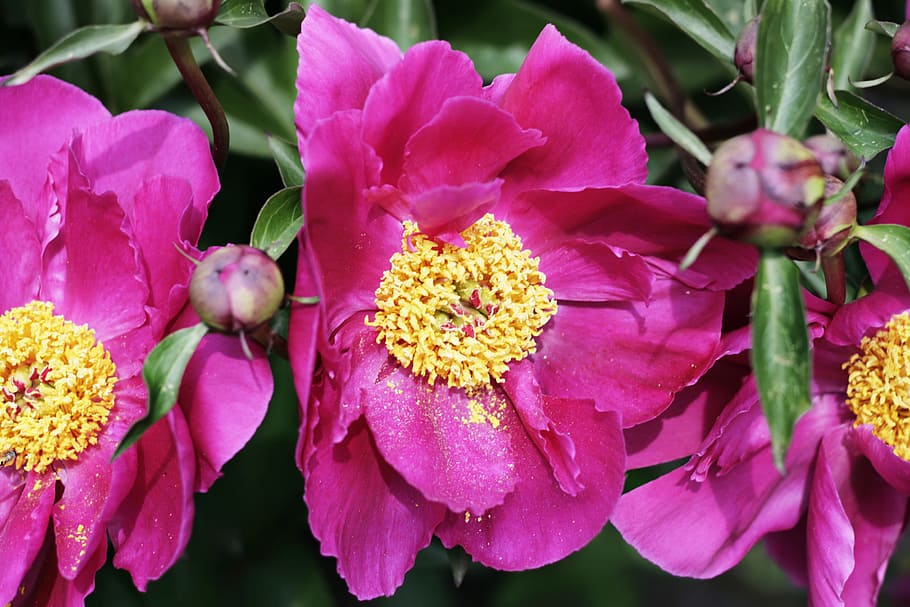 flower, con2011, nature, flowering plant, vulnerability, fragility HD wallpaper