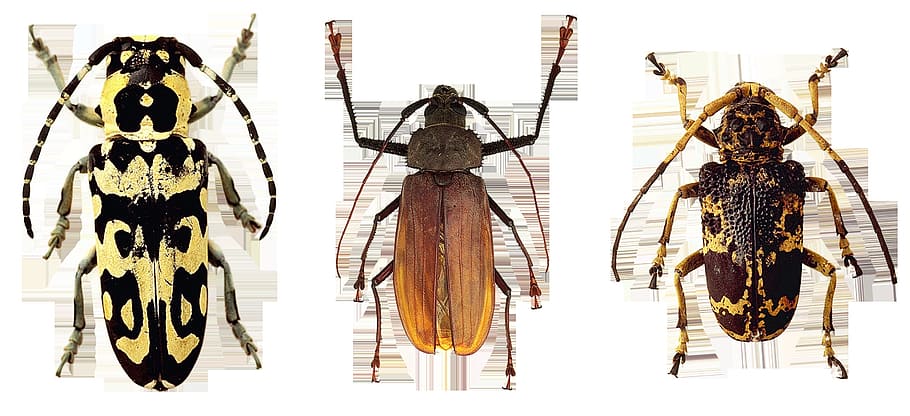 beetle, wild, animal, insect, nature, closeup, hanging, no people HD wallpaper