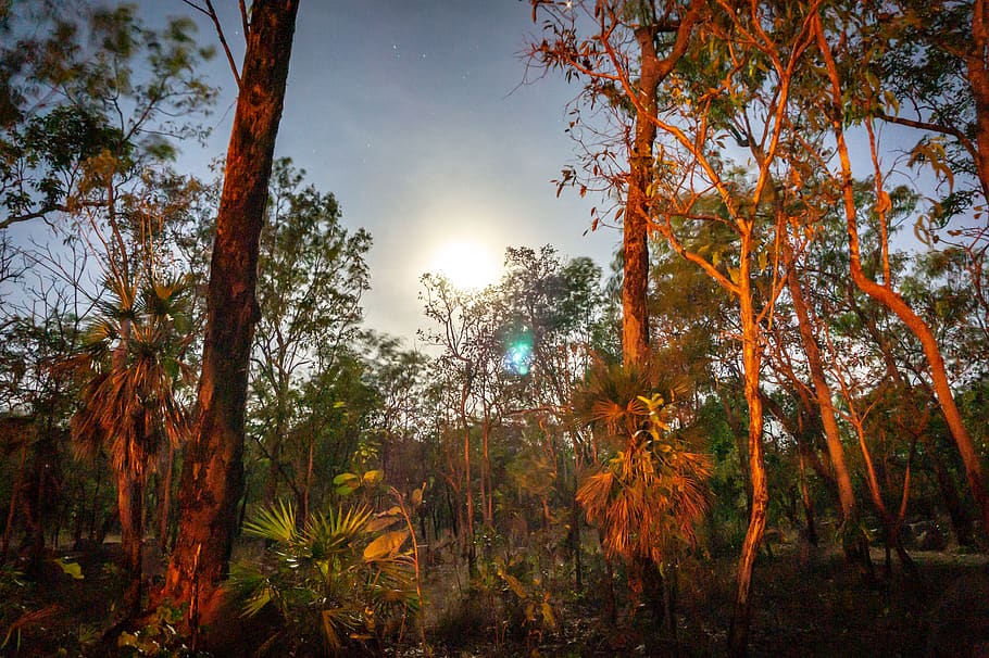 tree, plant, flare, light, tree trunk, vegetation, sunlight HD wallpaper