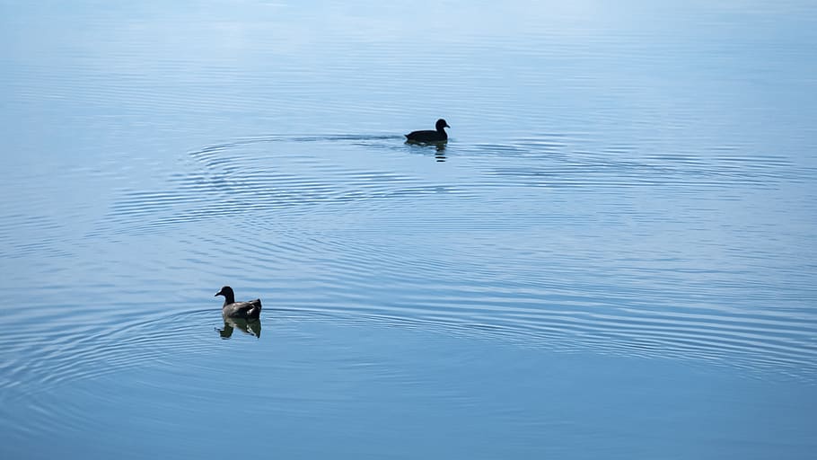 rule of third, composition, floating, swim, swimming, tranquil HD wallpaper