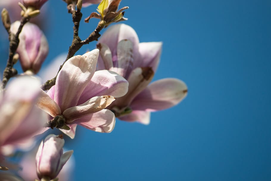 spring, nature, plant, close up, blossom, bloom, spring flower HD wallpaper