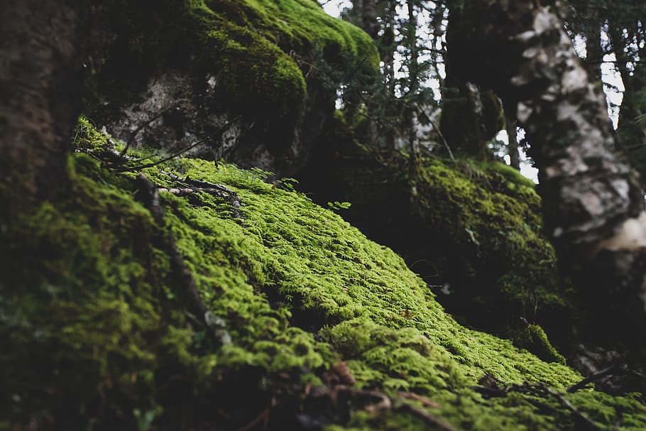 moss, plant, forest, green, green color, tree, growth, tranquility HD wallpaper