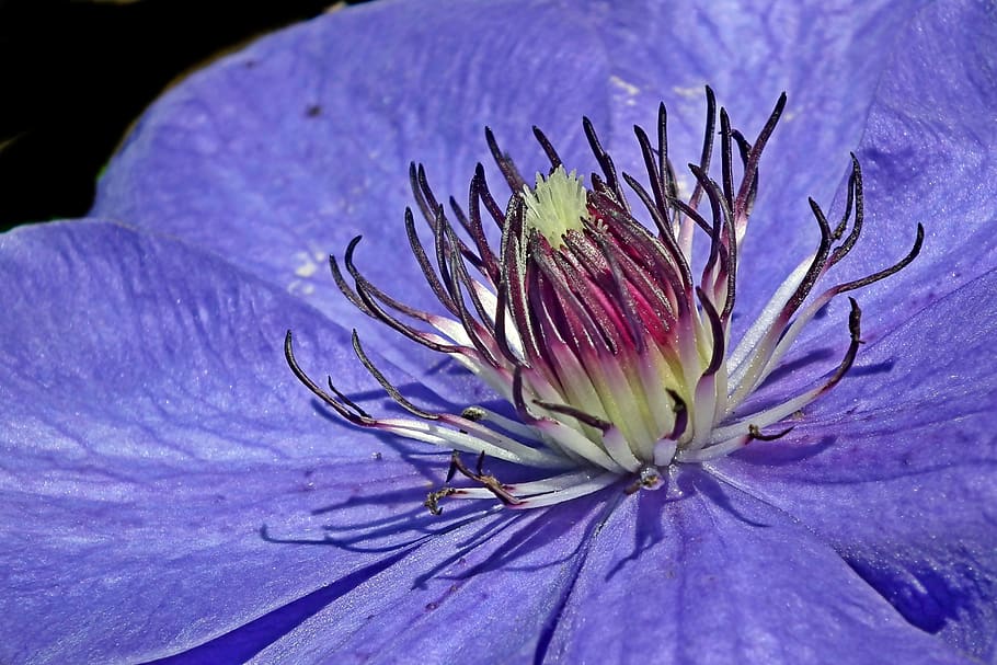 clematis, flower, blue, creeper, garden, nature, spring, beautiful HD wallpaper