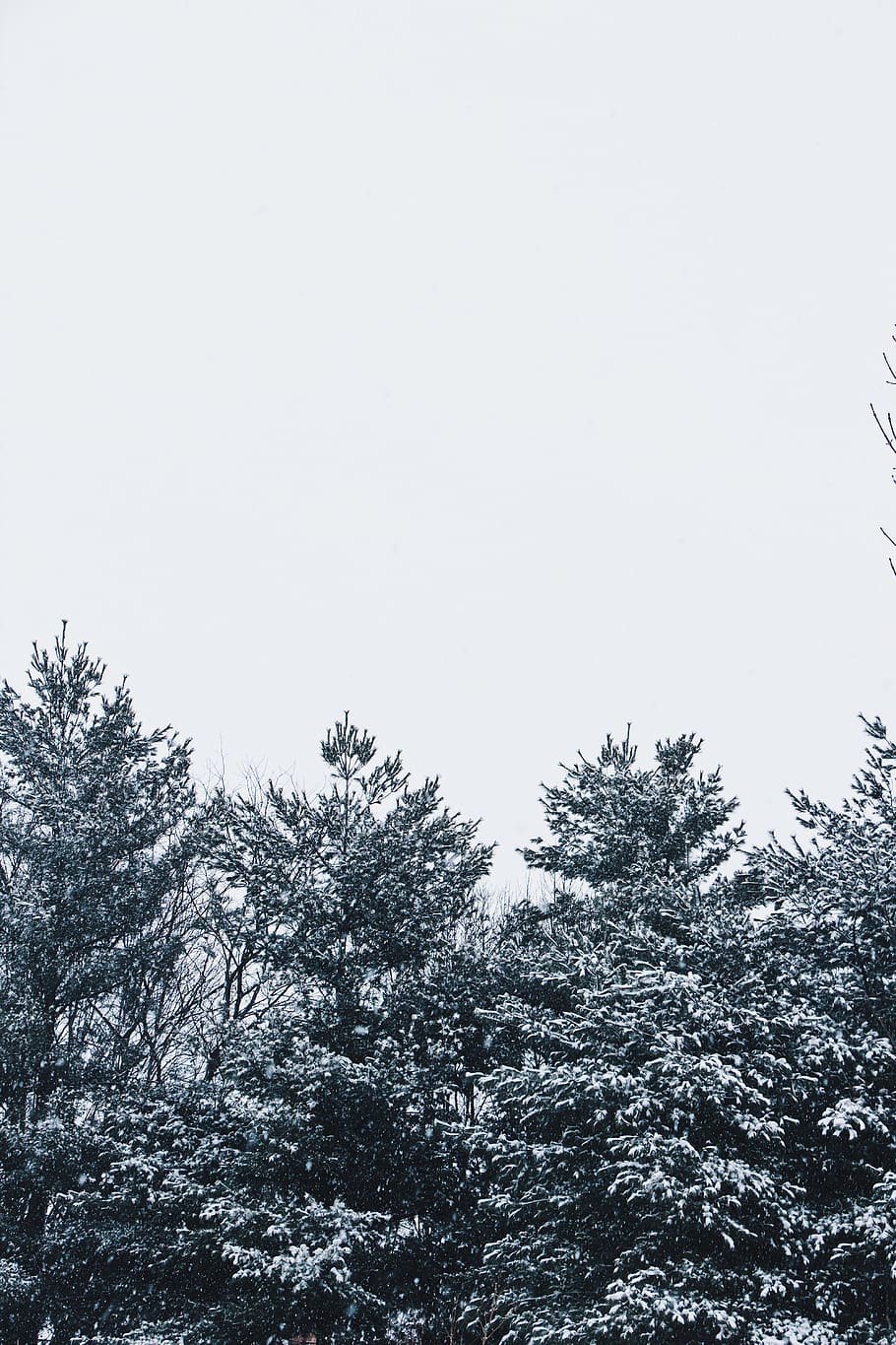 trees covered with snow, plant, sky, growth, low angle view, clear sky HD wallpaper