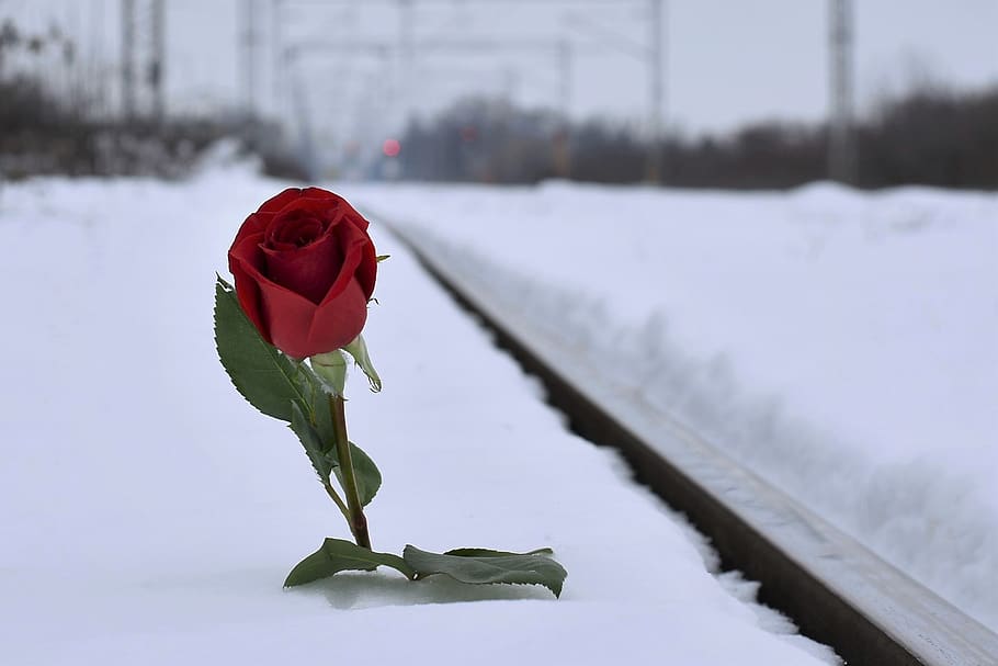 red rose in snow, lost love, winter, evening, dusk, railway, HD wallpaper