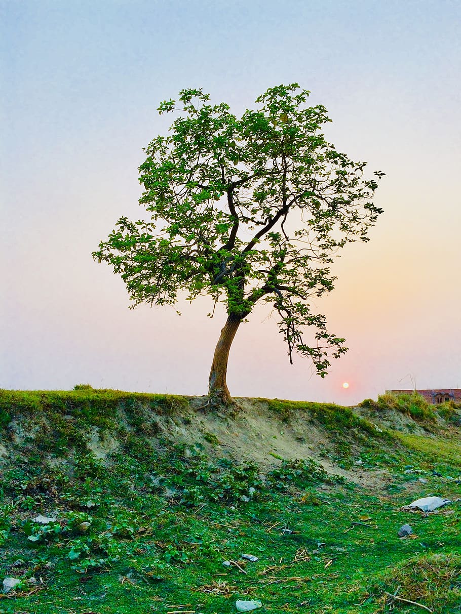 Photography of Tree, branches, environment, grass, growth, idyllic HD wallpaper