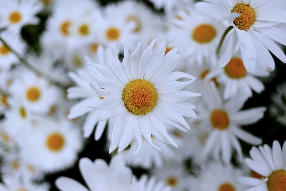 finland, leppävaara, flower, flowering plant, freshness, vulnerability HD wallpaper