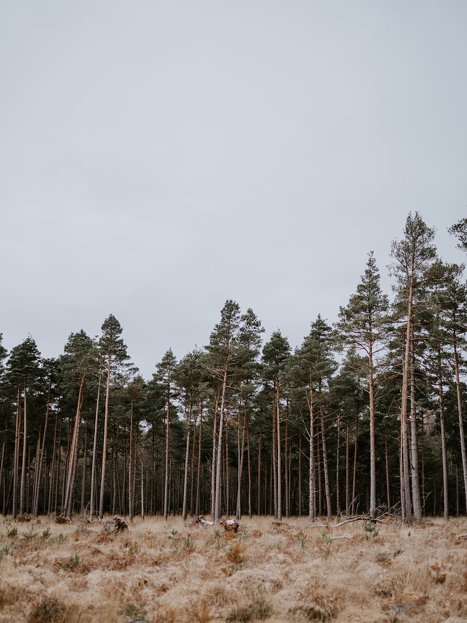 green-leafed trees, plant, land, sky, forest, nature, no people HD wallpaper