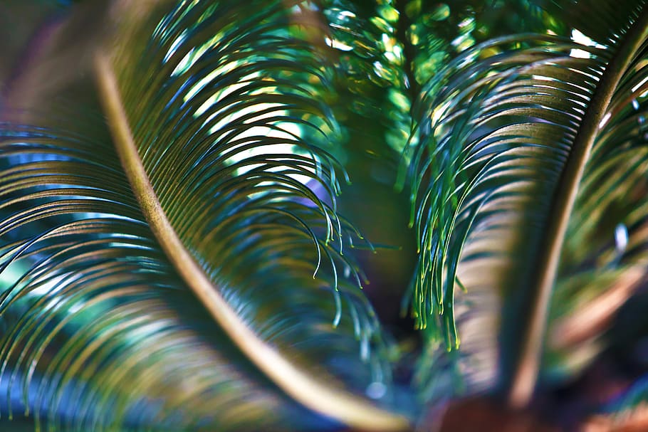 palm tree, leaves, garden, growth, close-up, plant, no people HD wallpaper