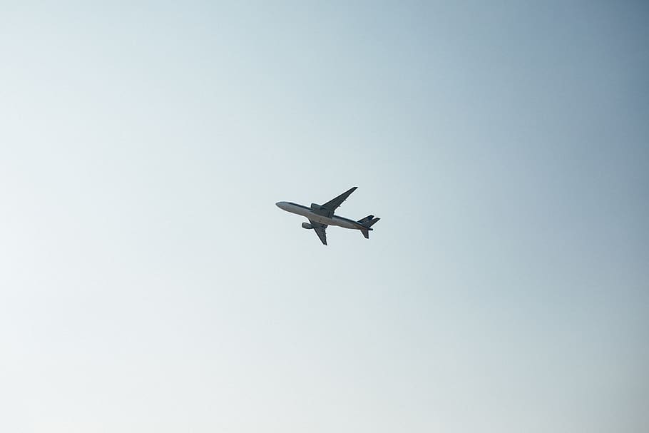 white airplane on air, flying, bird, animal, aircraft, transportation HD wallpaper
