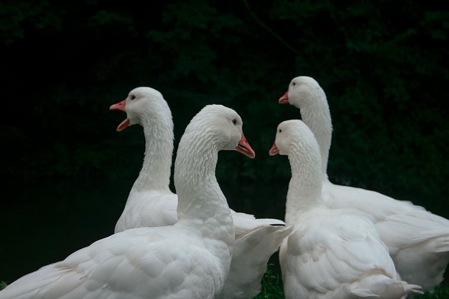 united kingdom, lode, bird, animal themes, group of animals HD wallpaper