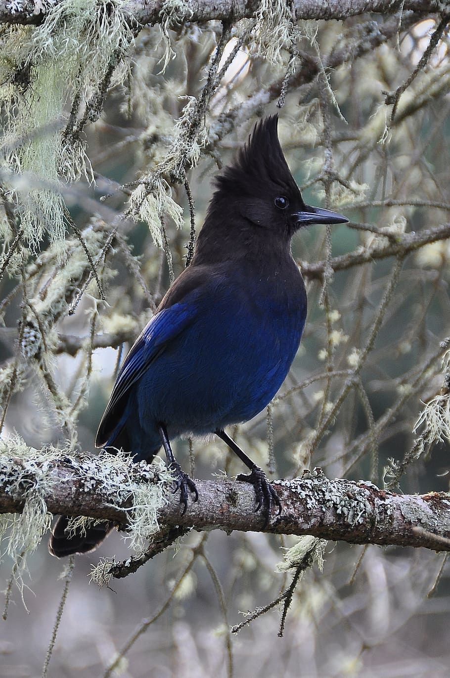 stellars, jay, bird, vertebrate, tree, animal, branch, one animal HD wallpaper