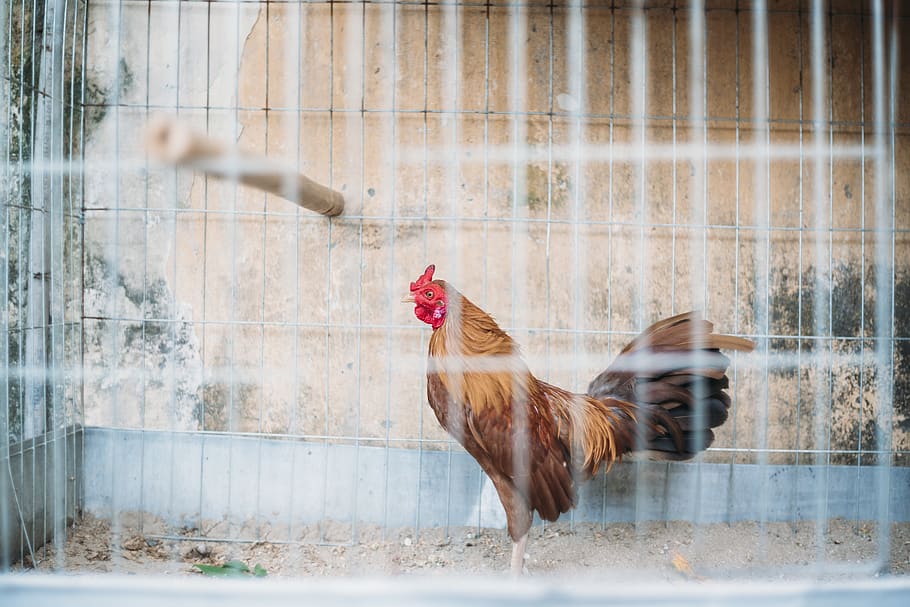 rooster on teal cage, animal themes, livestock, domestic animals HD wallpaper