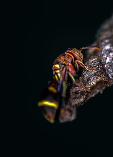 red and yellow wasp, hornet, andrena, animal, bee, invertebrate HD wallpaper