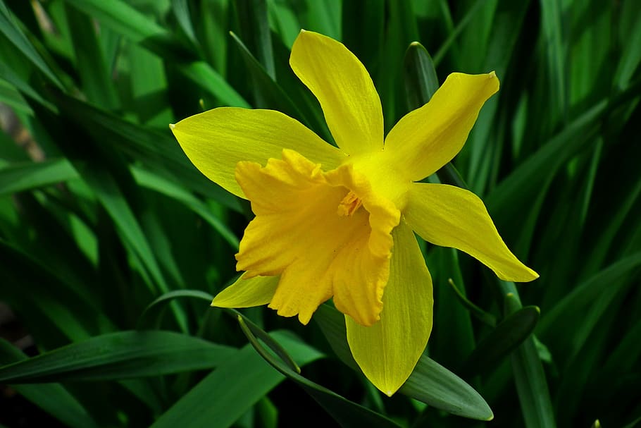 narcissus, flower, spring, yellow, easter, macro, nature, garden HD wallpaper