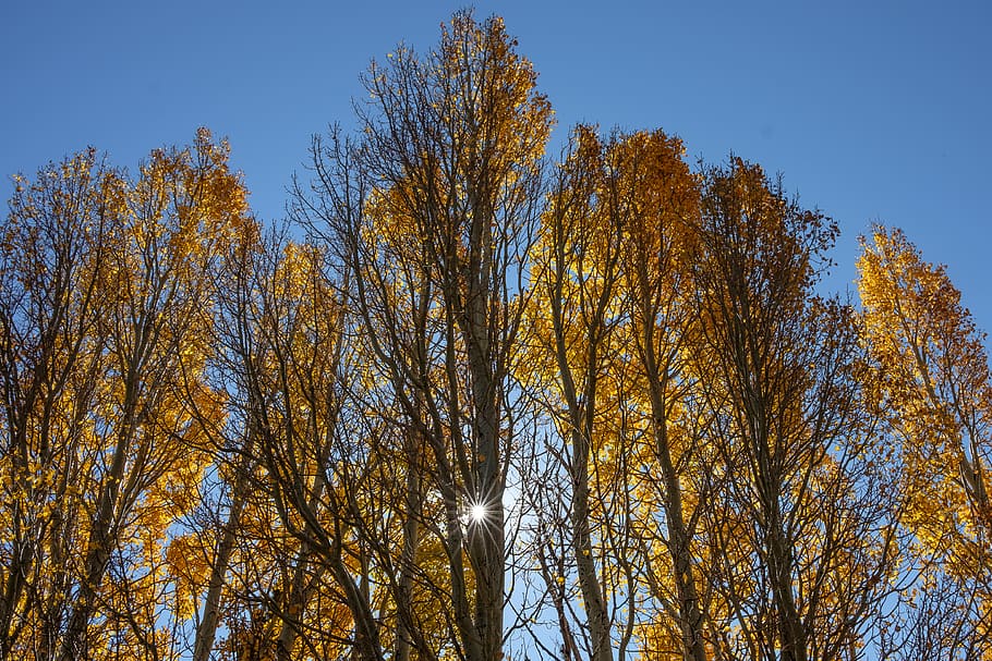 united states, lee vining, fall, sunlight, morning, sunrise HD wallpaper