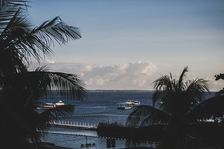 Silhouette Image of Palm Trees Near Body of Water, beach, boats HD wallpaper