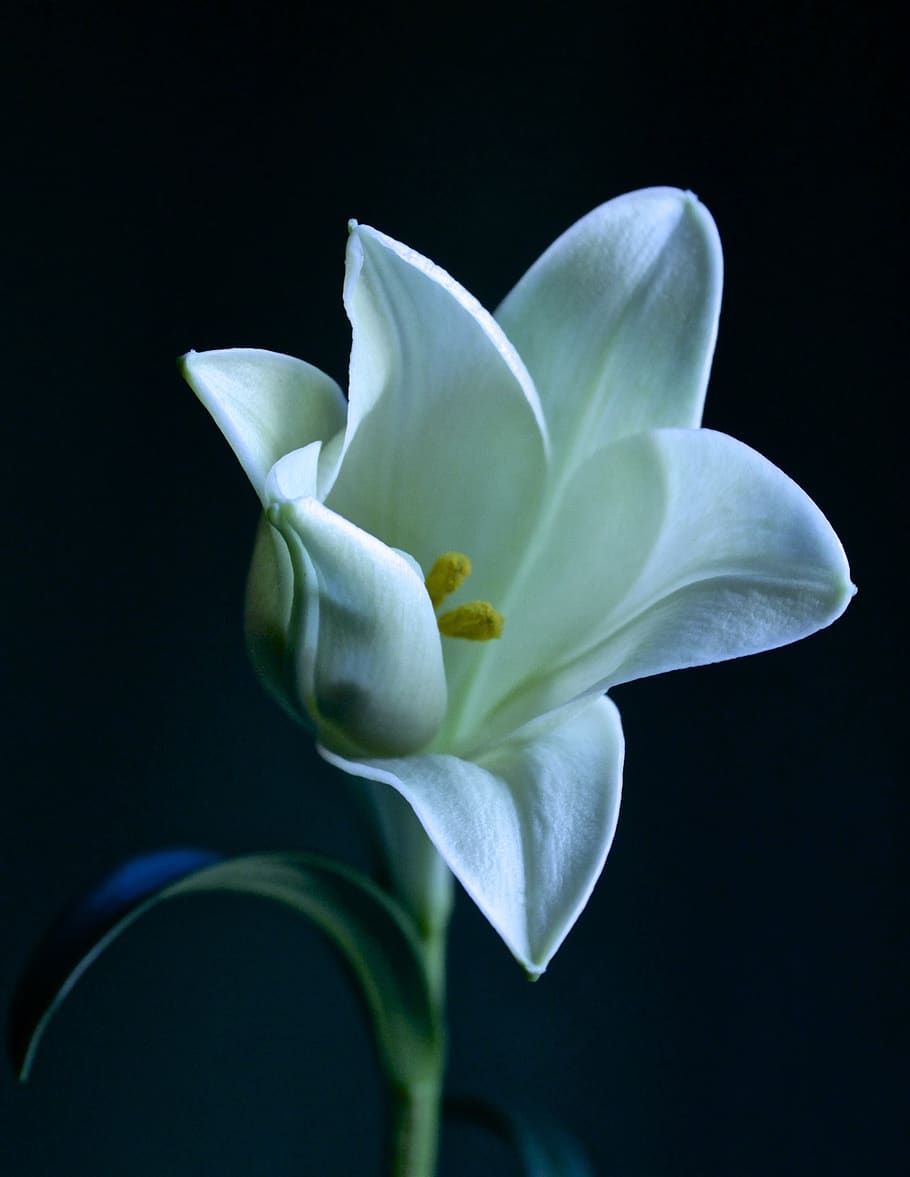 lily, white, bloom, dramatic, flower, nature, flowering plant HD wallpaper