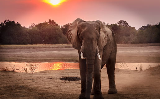 Wildlife Photography of Elephant during Golden Hour, beautiful HD wallpaper