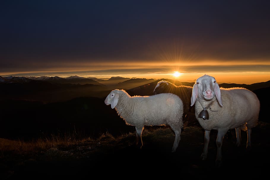 herd of white sheeps on hill during sunrise, animal, mammal, italy, HD wallpaper