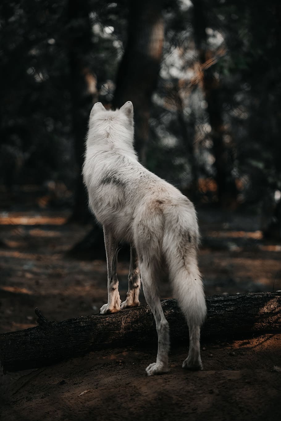 adult white dog in forest, animal, wolf, wild, beauty, tree, wildlife HD wallpaper