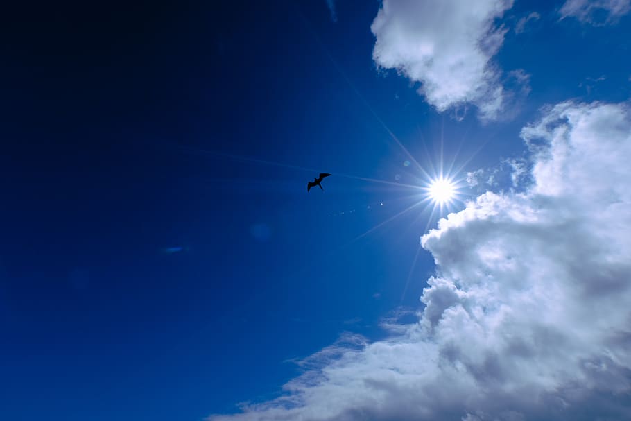 nature, sunlight, flare, outdoors, azure sky, bird, animal HD wallpaper