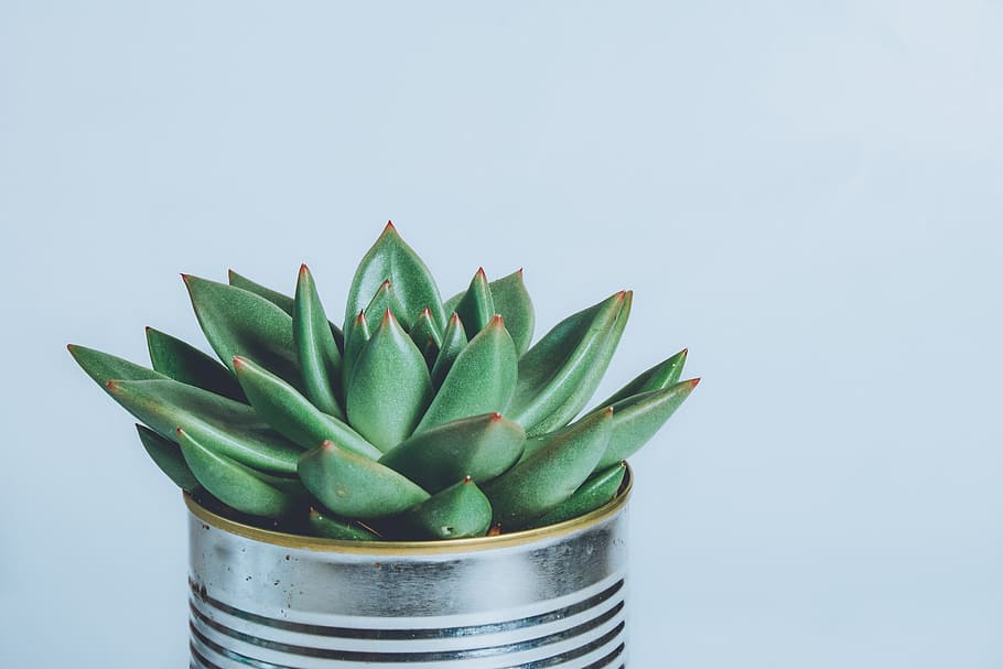 house, plant, cactus, green, can, pot, leaves, minimal, househld HD wallpaper