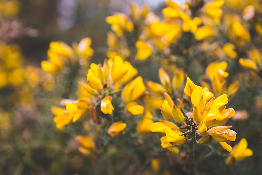 Yellow Flowers, bloom, blossom, flora, petals, plant, flowering plant HD wallpaper