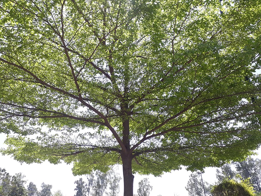 tree, plant, tree trunk, oak, maple, sports car, automobile HD wallpaper