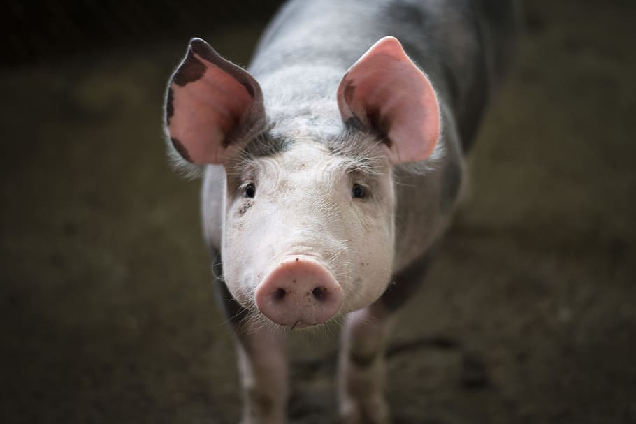 Pigs on Farm, animals, farming, pet, piglet, mammal, one animal, HD wallpaper