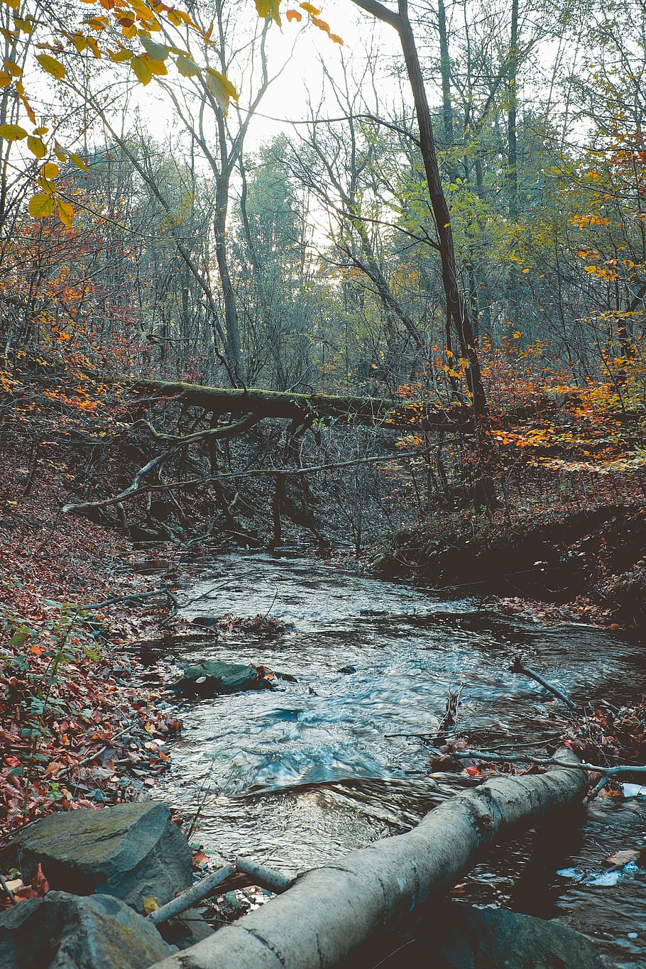trees, forest, autumn, fall, river, creek, stream, stem, wood HD wallpaper