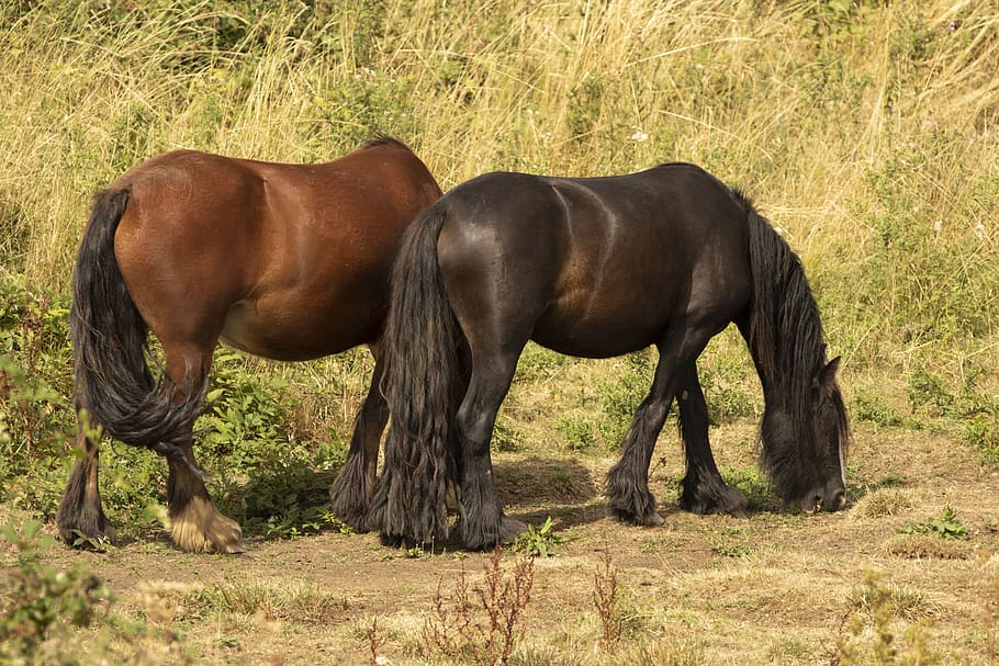 horses, stable, animal, mammal, animal themes, field, land HD wallpaper