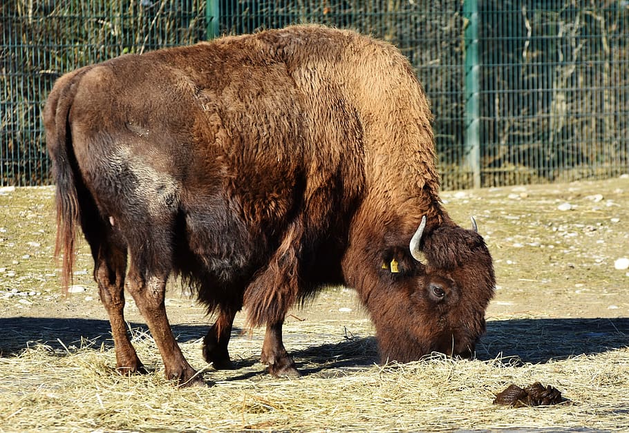 bison, bison head, bison bonasus, buffalo, american bison, wild HD wallpaper