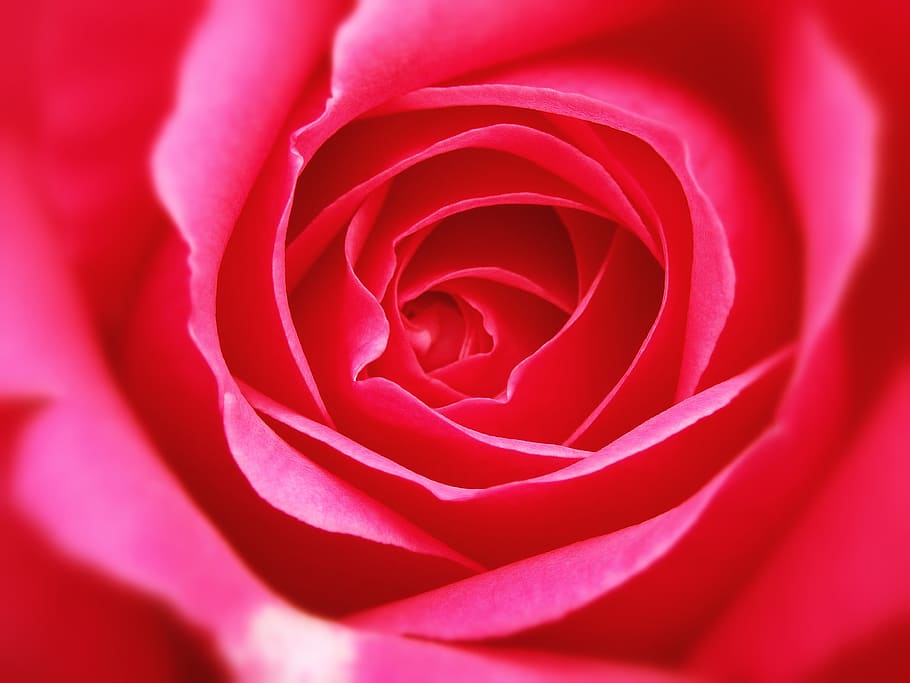 rosa, roses, petal, red, pink, petals, flower, flowers, nature HD wallpaper