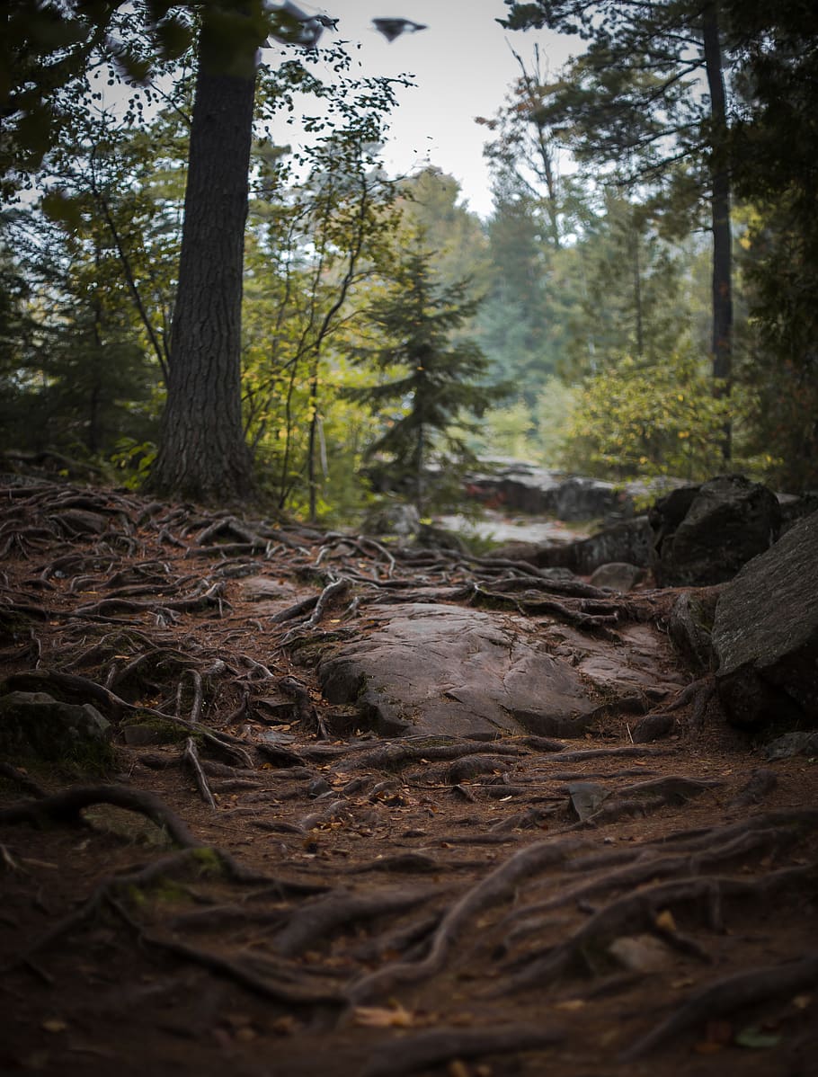 united states, duluth, tree, forest, plant, land, tree trunk HD wallpaper