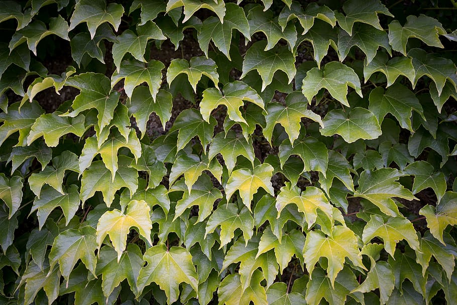 leaves, leaves wall, green, background, nature, flurry, structure, HD wallpaper
