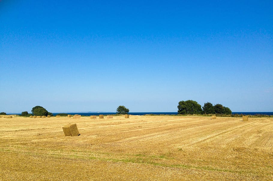 summer, field, coast, landscape, denmark, agriculture, sky HD wallpaper