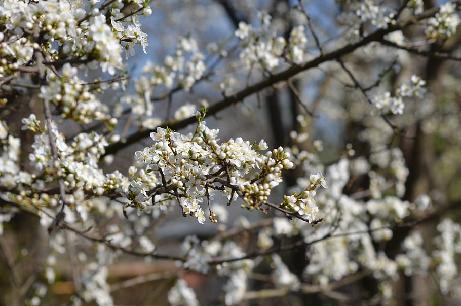 tree, flowers, nice, white, branch, color, spring, plant, flowering plant HD wallpaper
