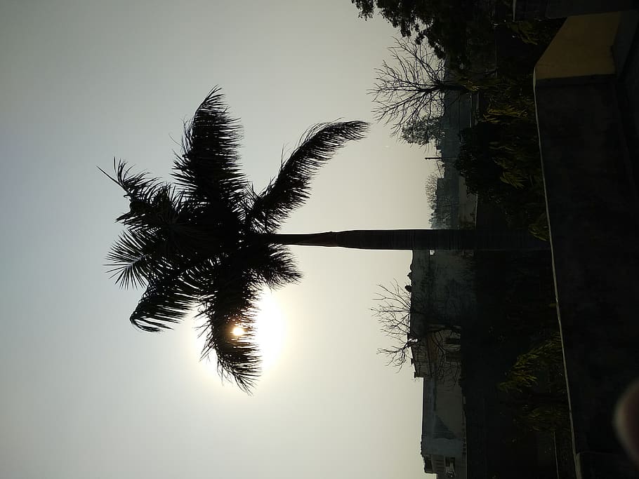 india, reru, tree, sun, sky, reflection, plant, water, no people HD wallpaper